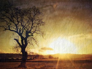 Tree-Sun-Rain-768x1024
